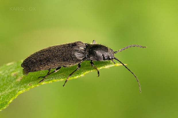 kováčik Hemicrepidius sp.