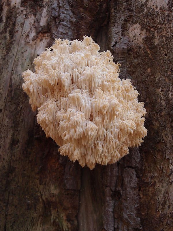 koralovec jedľový Hericium alpestre Pers.