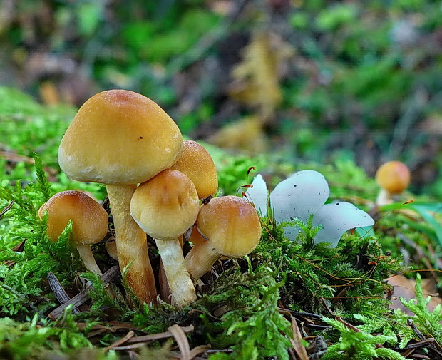 strapcovka zväzkovitá Hypholoma fasciculare (Huds.) P. Kumm.