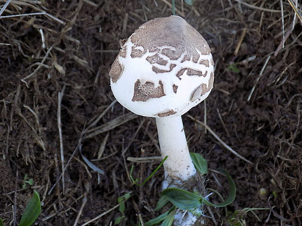 bedľa Konradova Macrolepiota konradii (Huijsman ex P.D. Orton) M.M. Moser