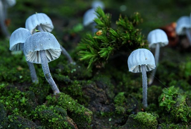 prilbička pomúčená Mycena meliigena (Berk. & Cooke) Sacc.