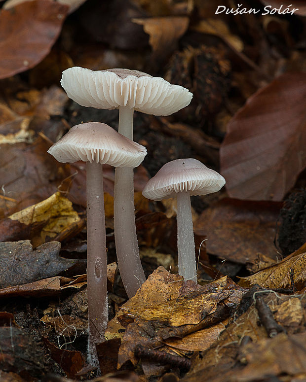 prilbička reďkovková Mycena pura (Pers.) P. Kumm.