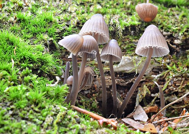 prilbička Mycena sp.