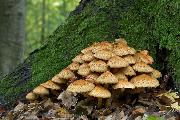 šupinovka šupinatá Pholiota squarrosa (Vahl) P. Kumm.