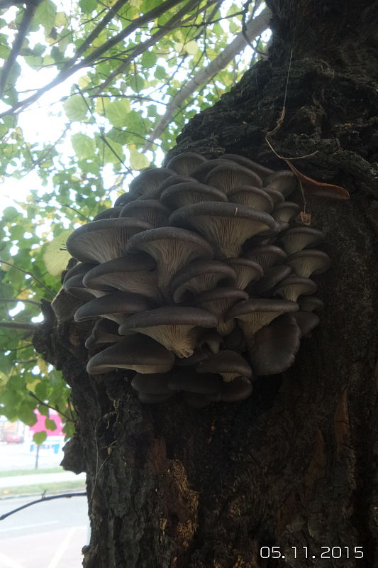 hliva ustricovitá Pleurotus ostreatus (Jacq.) P. Kumm.