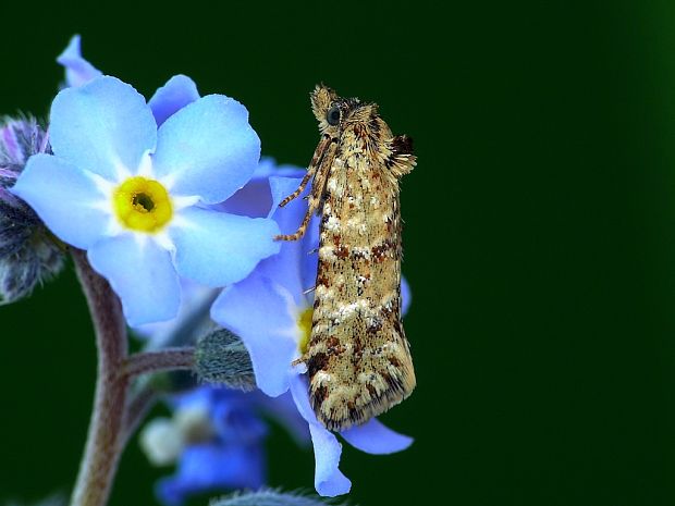 zvinúvač škvrnkatý (sk) / obalečík řebříčkový (cz) Aethes margarotana Duponchel, 1836