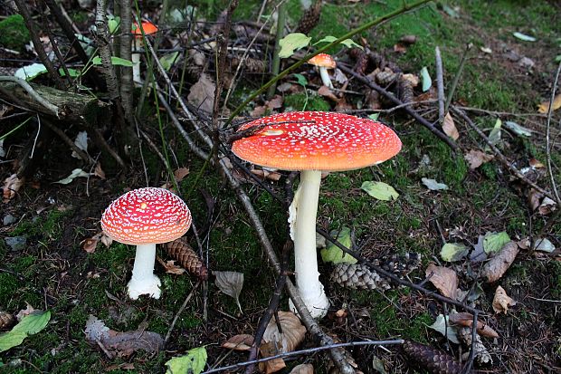 muchotrávka červená Amanita muscaria (L.) Lam.