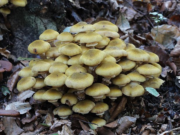 podpňovka obyčajná Armillaria mellea (Vahl) P. Kumm.