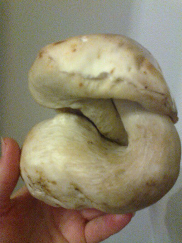 hríb smrekový Boletus edulis Bull.