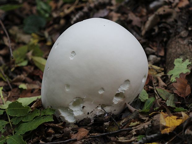 vatovec obrovský Calvatia gigantea (Batsch) Lloyd