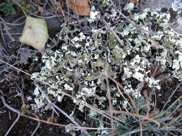 dutohlávka Cladonia foliacea (Huds.) Willd.