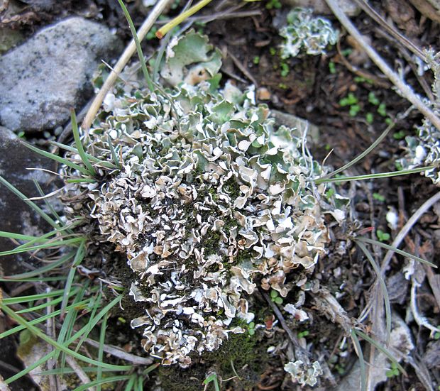 dutohlávka Cladonia symphycarpa = Cladonia symphycarpia