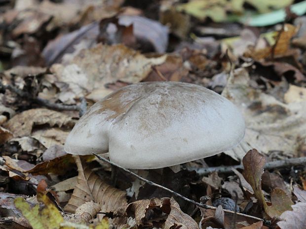 strmuľka inovaťová Clitocybe nebularis (Batsch) P. Kumm.