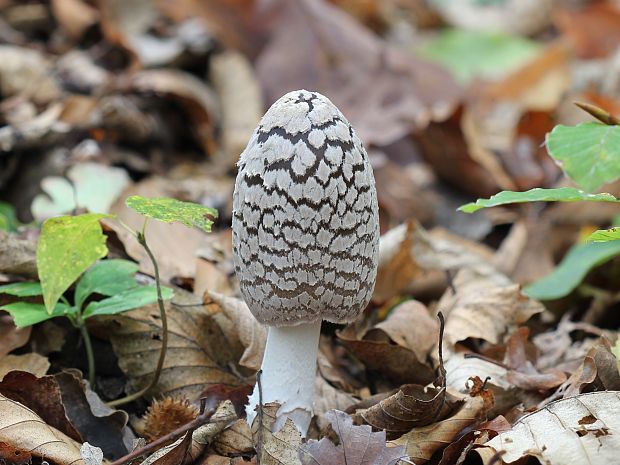 hnojník strakatý Coprinopsis picacea (Bull.) Redhead, Vilgalys & Moncalvo