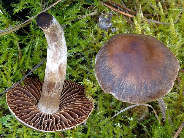 pavučinovec hájový bielohlúbikový Cortinarius lucorum var. albipes Bidaud, Moënne-Locc. & Reumaux 2000