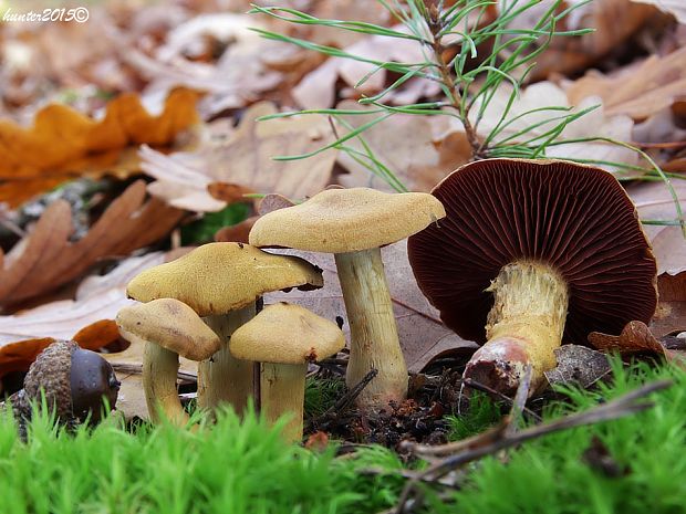 pavučinovec krvavolupeňový Cortinarius semisanguineus (Fr.) Gillet