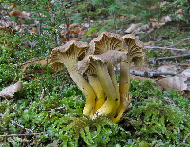 kuriatko lievikovité Craterellus tubaeformis (Fr.) Quél.