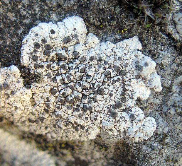 škrupinkovec čiernobiely Diplotomma alboatrum (Hoffm.) Flot.