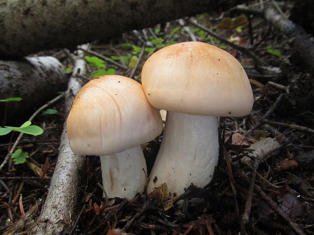 šťavnačka oranžová Hygrophorus abieticola Krieglst. ex Gröger & Bresinsky