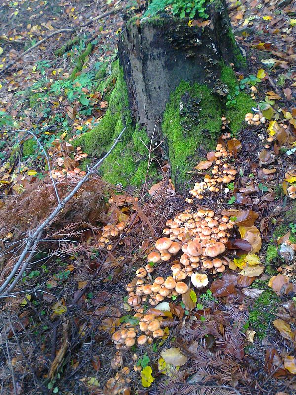 strapcovka tehlovočervená Hypholoma lateritium (Schaeff.) P. Kumm.