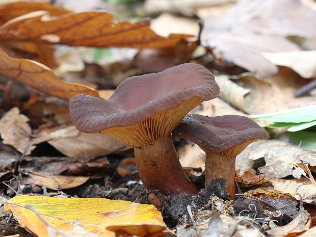 rýdzik plošticový Lactarius subumbonatus (Fr.) Fr.