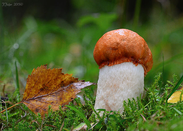 kozák osikový Leccinum albostipitatum den Bakker & Noordel.