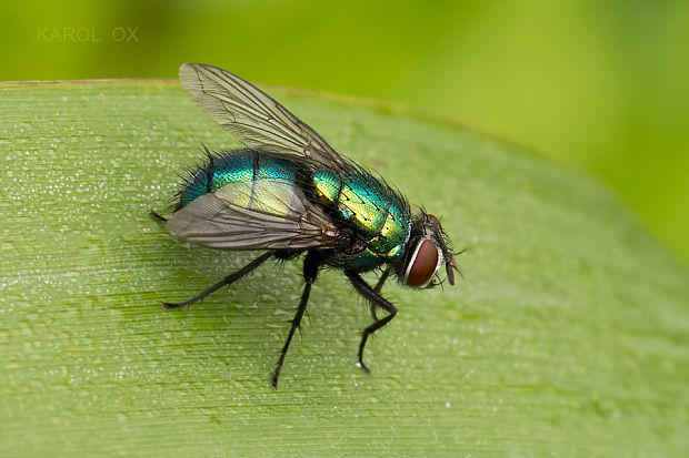 bzučivka zelená Lucilia sericata ♀