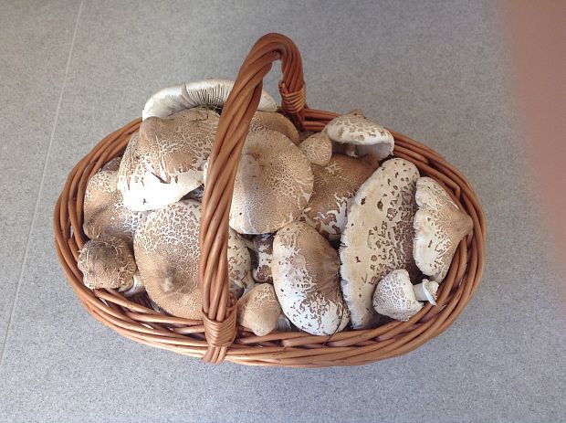 bedľa Macrolepiota sp.