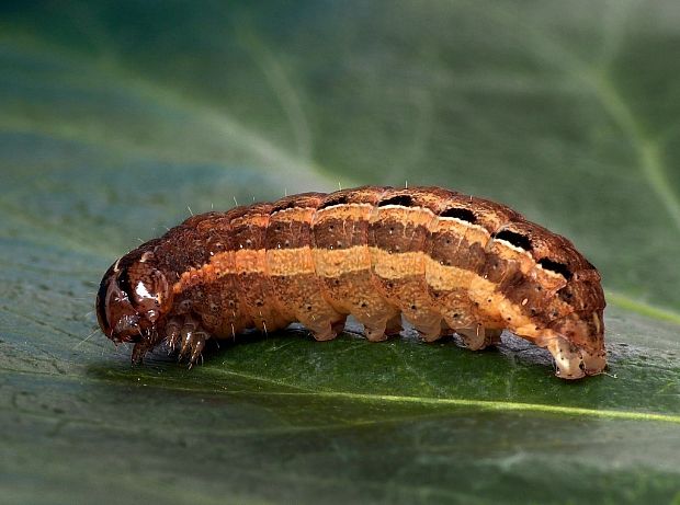 mora štiavová (sk) / osenice šťovíková (cz) Noctua pronuba Linnaeus, 1758