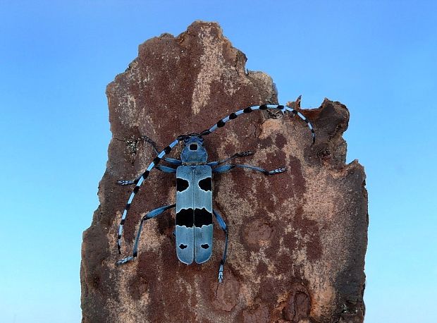 fuzáč alpský (sk) / tesařík alpský (cz) Rosalia alpina Linnaeus, 1758