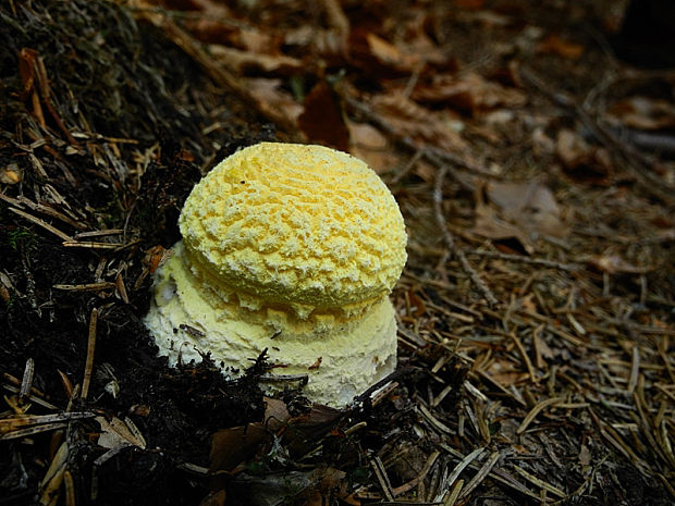 muchotrávka červená Amanita muscaria (L.) Lam.