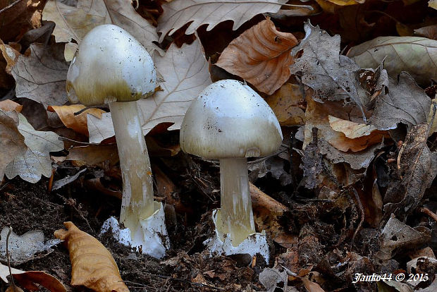 muchotrávka zelená Amanita phalloides (Vaill. ex Fr.) Link