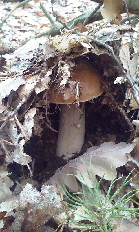 hríb smrekový Boletus edulis Bull.