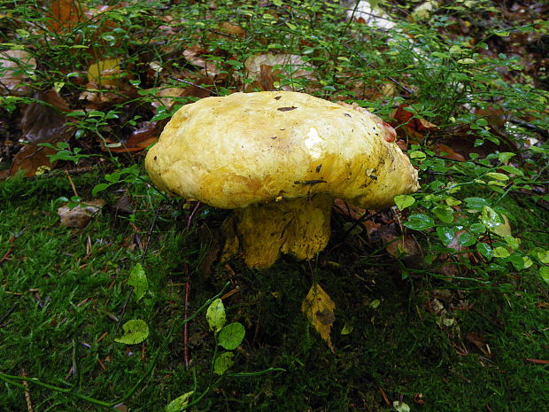 hríb horský Butyriboletus subappendiculatus (Dermek, Lazebn. & J. Veselský) D. Arora & J.L. Frank