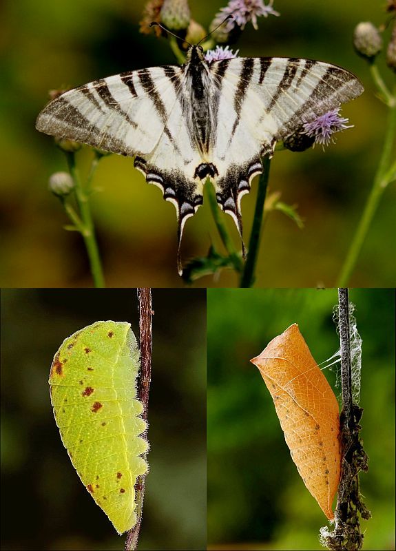 vidlochvost ovocný Iphiclides podalirius  L., 1758