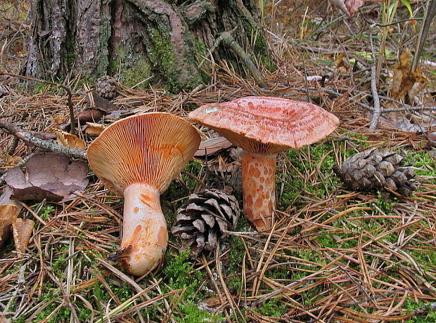 rýdzik pravý Lactarius deliciosus (L.) Gray