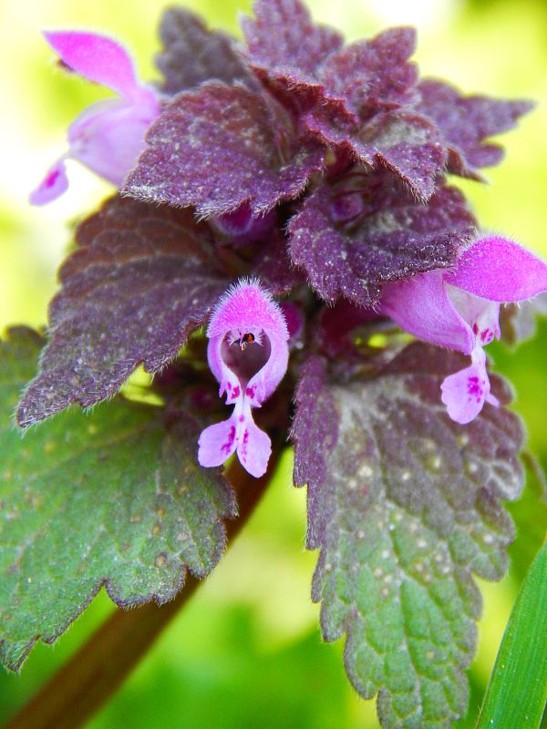 hluchavka purpurová Lamium purpureum L.