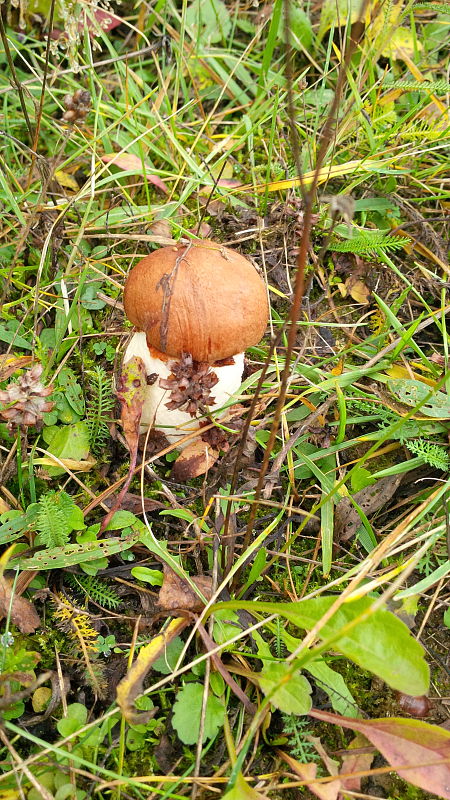 kozák osikový Leccinum albostipitatum den Bakker & Noordel.