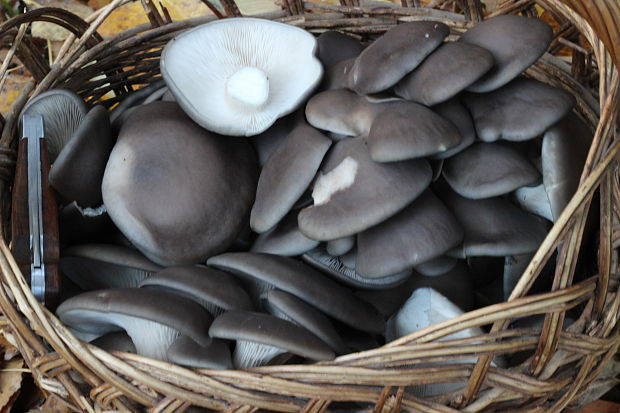 hliva ustricovitá Pleurotus ostreatus (Jacq.) P. Kumm.