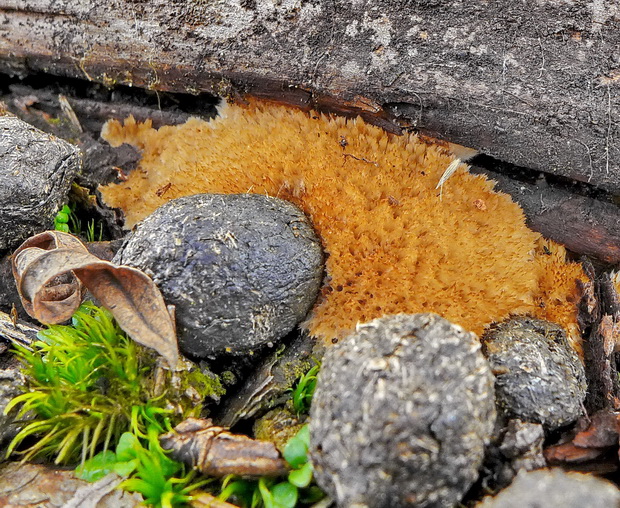 šťavnatec smrekový Postia ptychogaster (F. Ludw.) Vesterh.