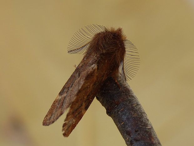 chochlatka javorová Ptilophora plumigera