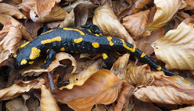 salamandra skvrnita Salamandra salamandra