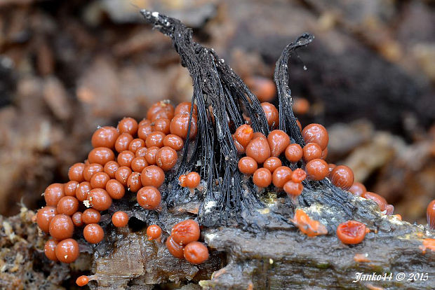 vlasnačka Trichia sp.