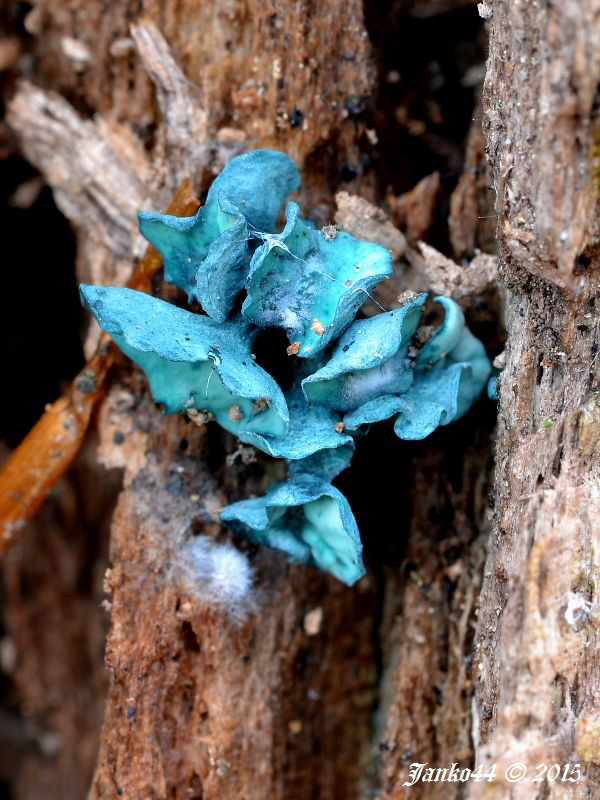 zelenica Chlorociboria sp.