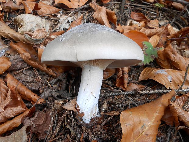 strmuľka inovaťová Clitocybe nebularis (Batsch) P. Kumm.