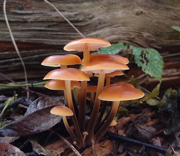 plamienka Flammulina sp.