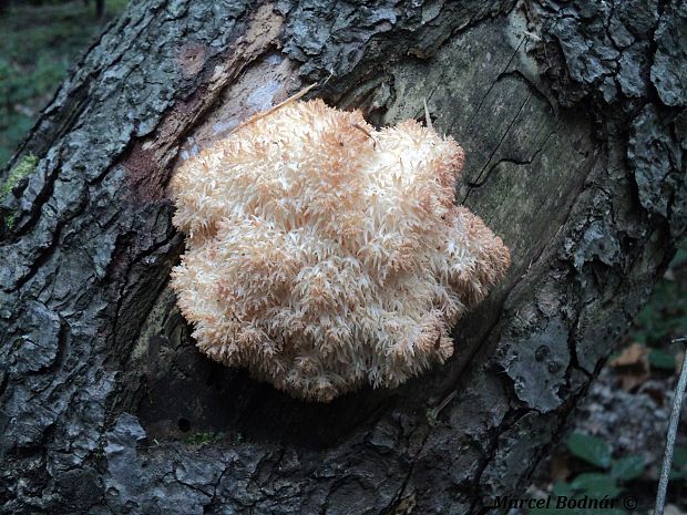 koralovec jedľový Hericium alpestre Pers.