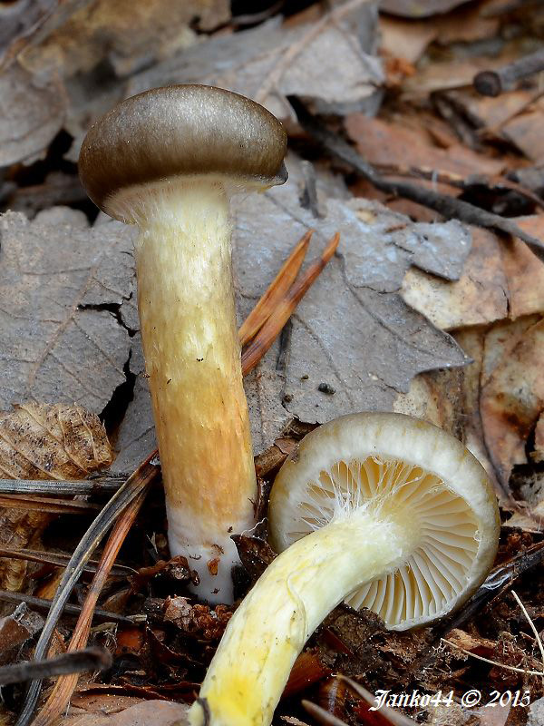 šťavnačka mrazová Hygrophorus hypothejus (Fr.) Fr.