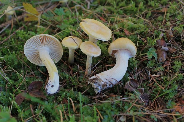 šťavnačka smrekovcová Hygrophorus lucorum Kalchbr.