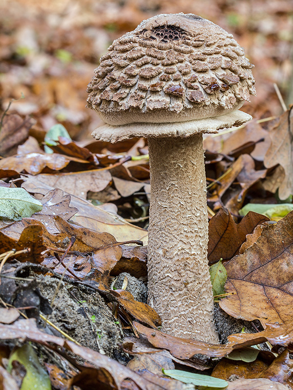 bedľa vysoká čiernohnedá Macrolepiota fuliginosa (Barla) Bon